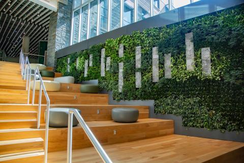 Wooden stairs with a greenery wall